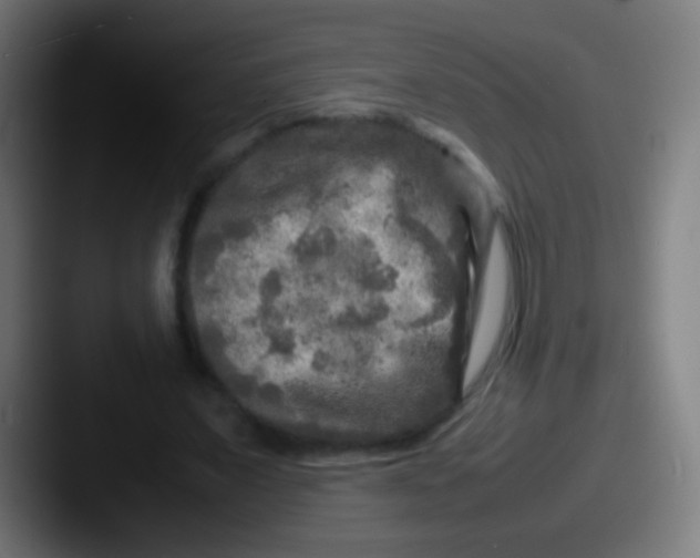X0000087620675200705181313