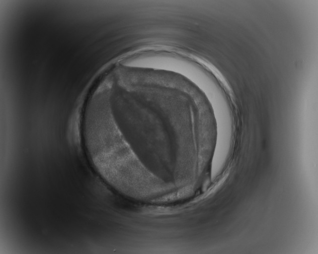 X0000087620783200705181312
