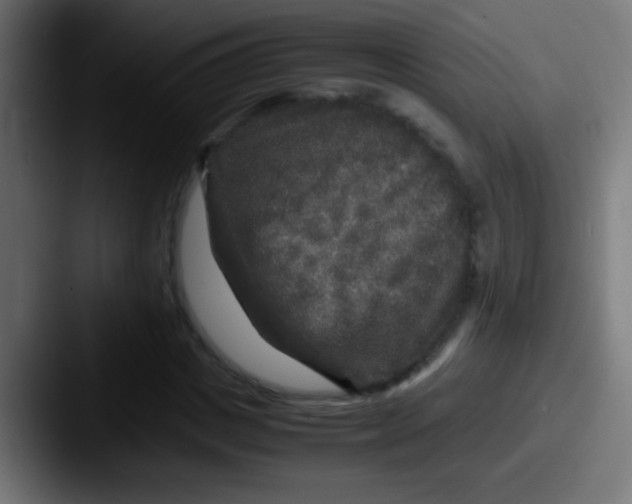 X0000087620825200705181311