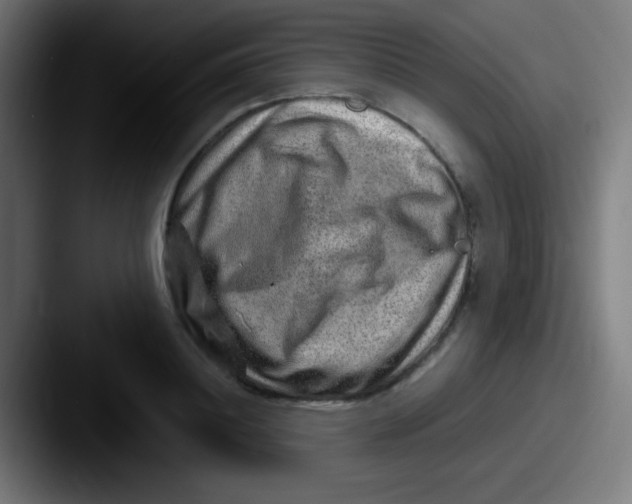 X0000087620844200705181311