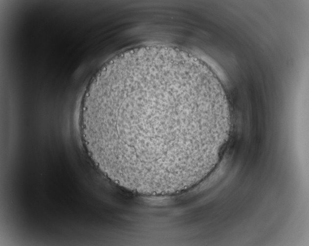 X0000087620856200705181312