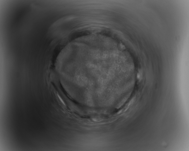 X0000087620867200705181311