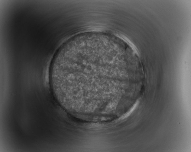 X0000087620883200705181311