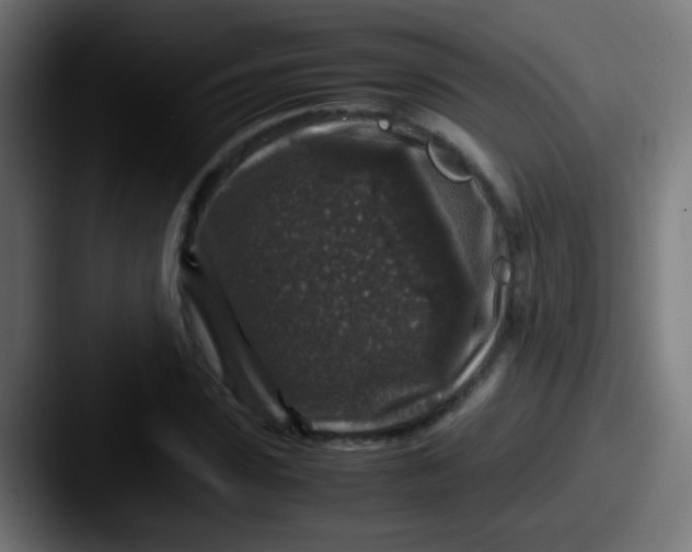X0000087620923200705181310