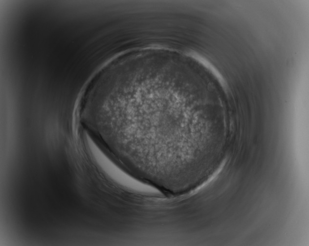 X0000087620925200705181310