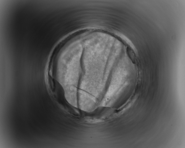 X0000087620928200705181310
