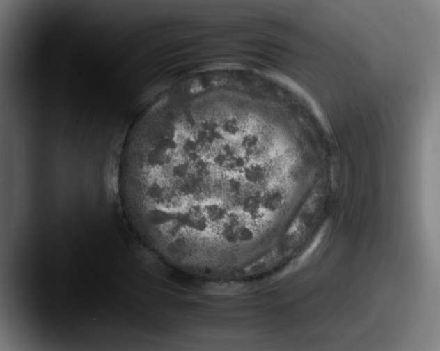 X0000087620929200705181310