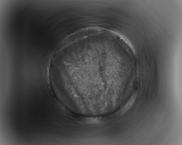 X0000087620937200705181310