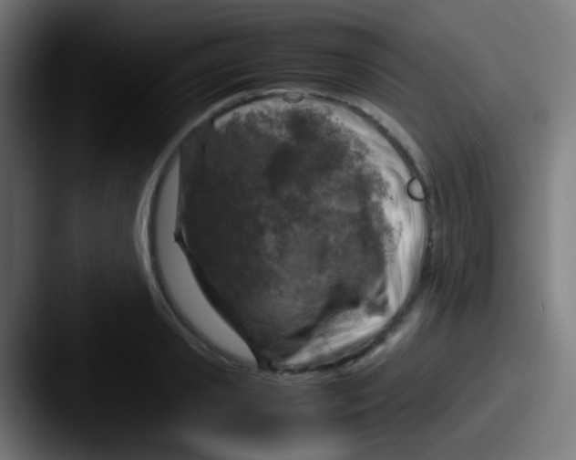 X0000087620941200705181310