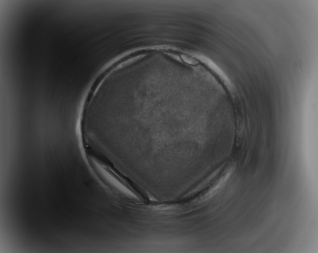 X0000087620943200705181310