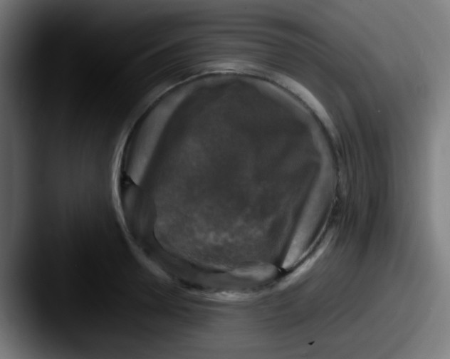 X0000087620946200705181310