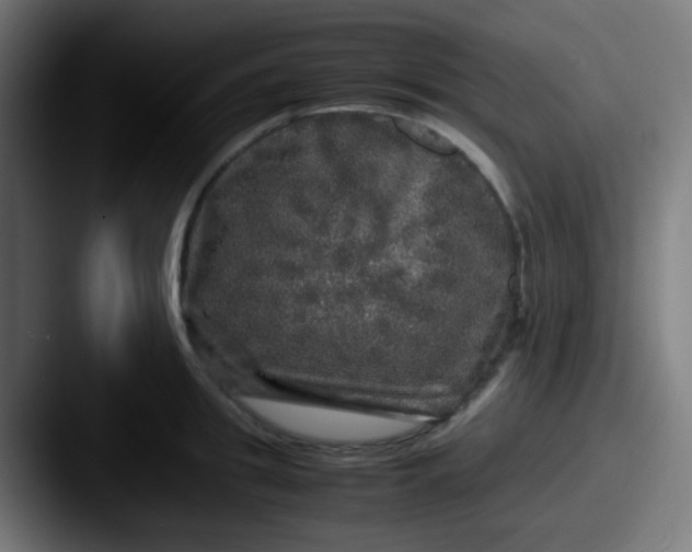 X0000087620949200705181310