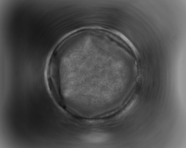 X0000087620951200705181310