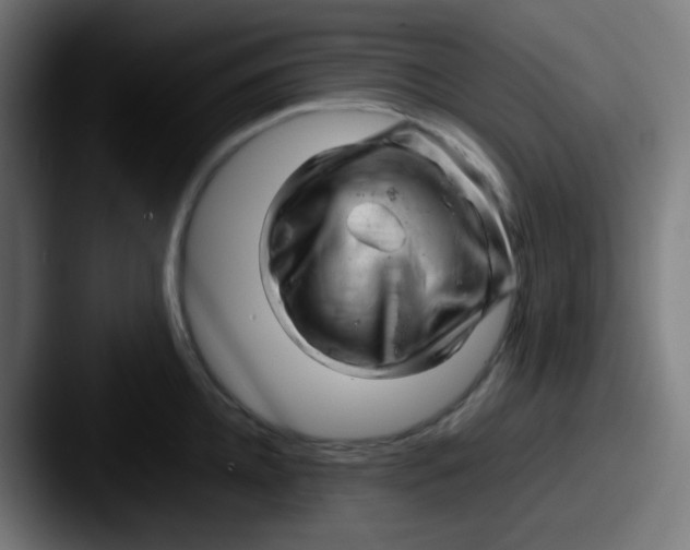 X0000087620952200705181310