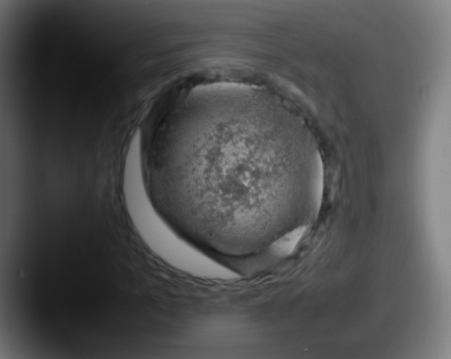 X0000087620965200705181310