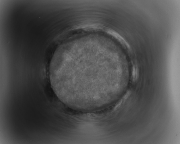 X0000087620966200705181310