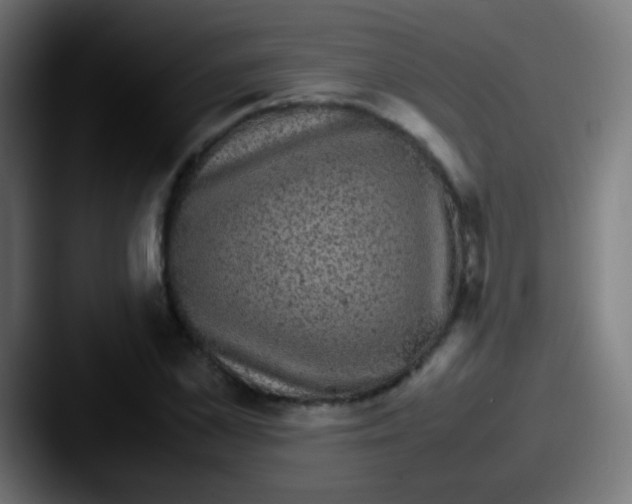 X0000087620973200705181310