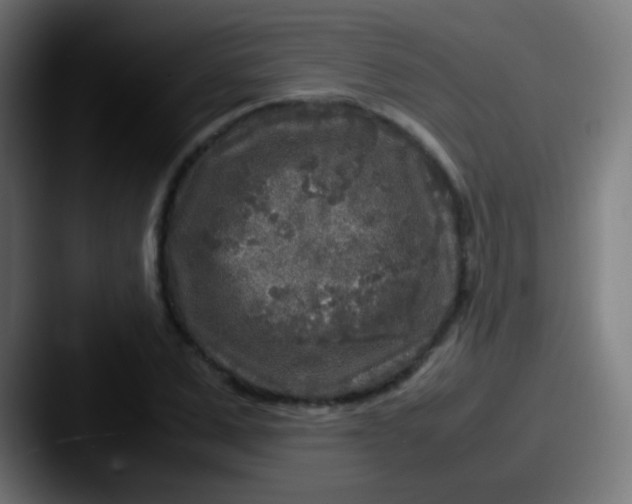 X0000087620975200705181310