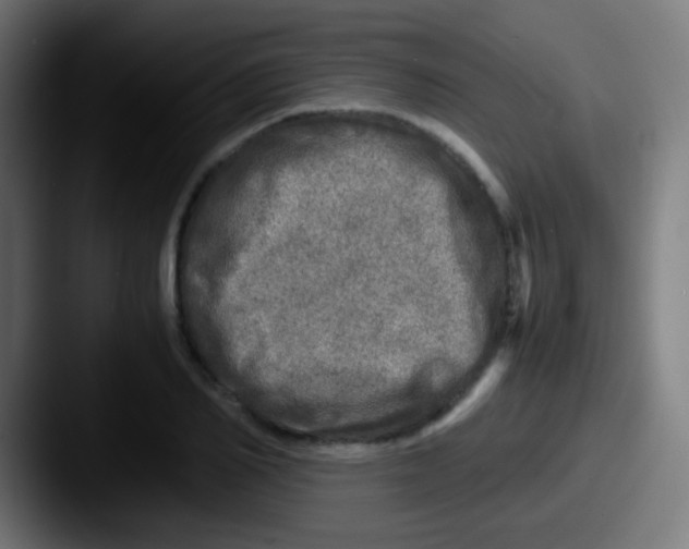 X0000087620982200705181310