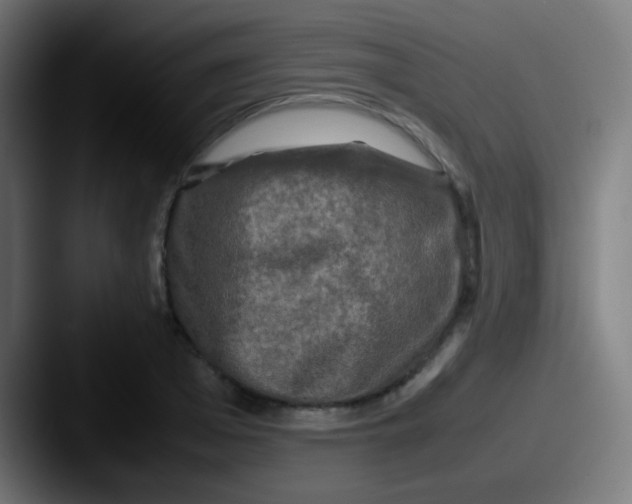 X0000087620985200705181310