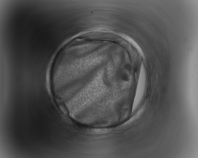 X0000087620989200705181310