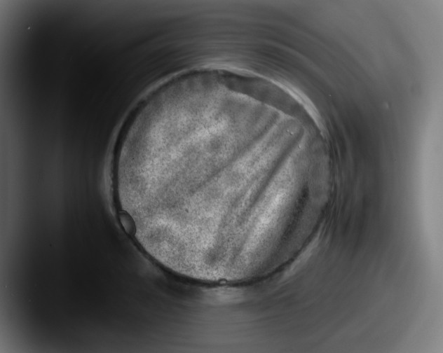 X0000087620992200705181310