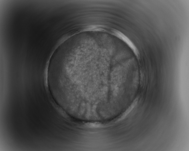 X0000087620994200705181310