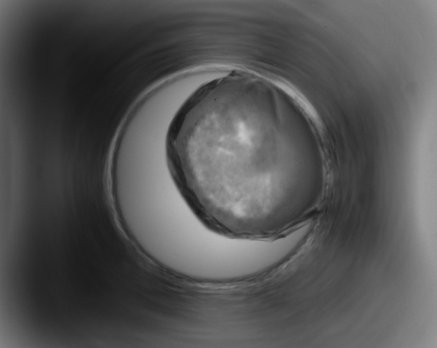 X0000087620996200705181310