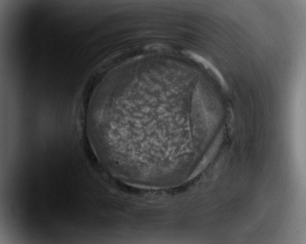 X0000087621015200705181309