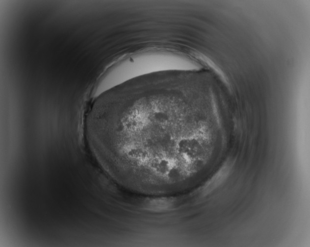 X0000087621025200705181309
