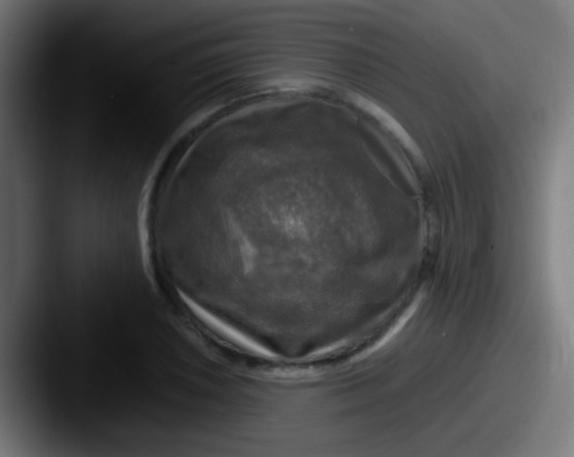 X0000087621026200705181309