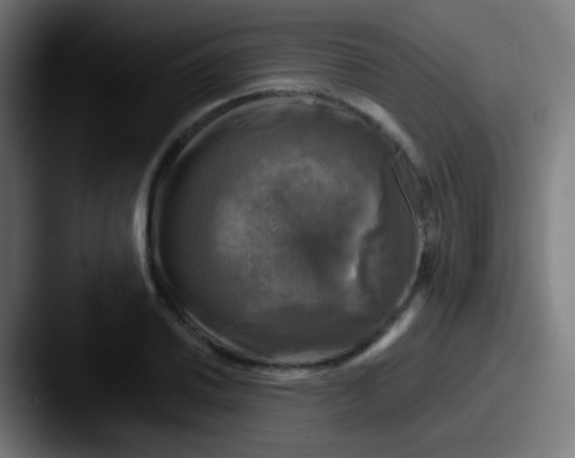 X0000087621030200705181309
