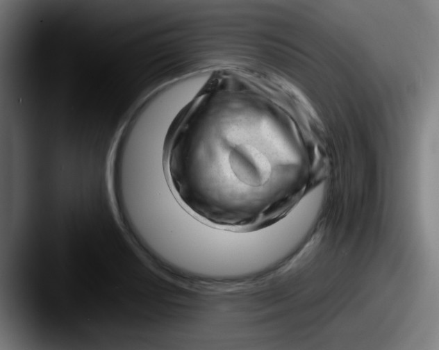 X0000087621034200705181309