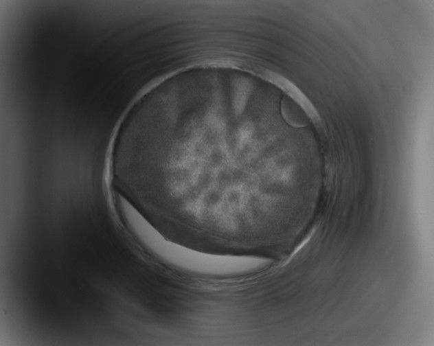 X0000087621036200705181309