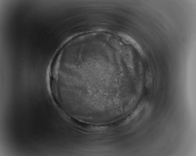 X0000087621039200705181309