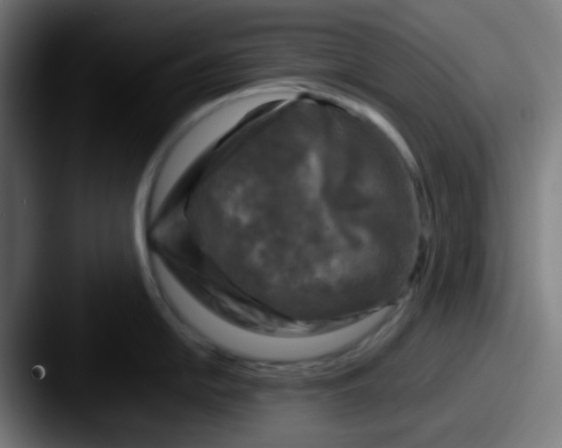 X0000087621054200705181309
