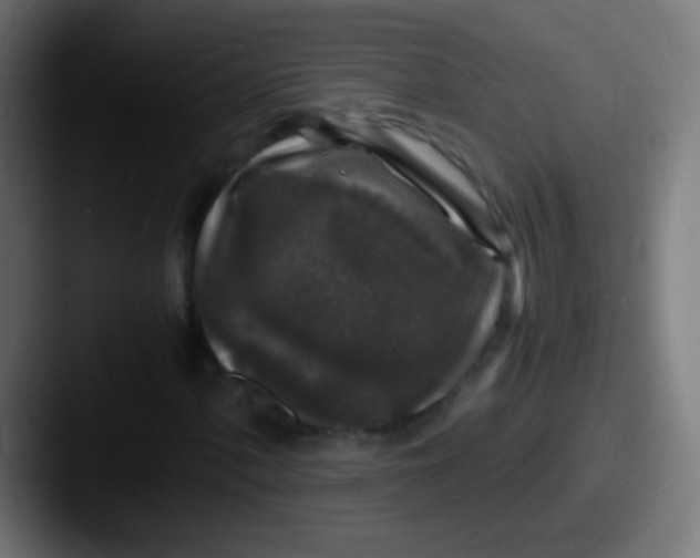 X0000087621060200705181309