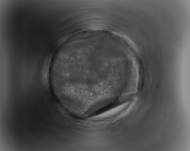 X0000087621065200705181309