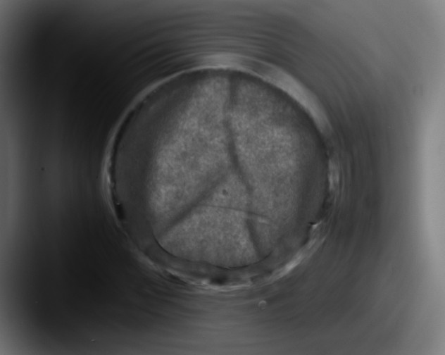 X0000087621068200705181309