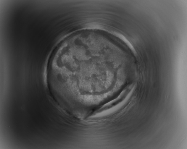 X0000087621076200705181309