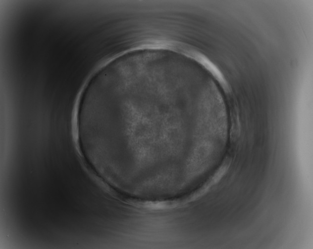 X0000087621080200705181309