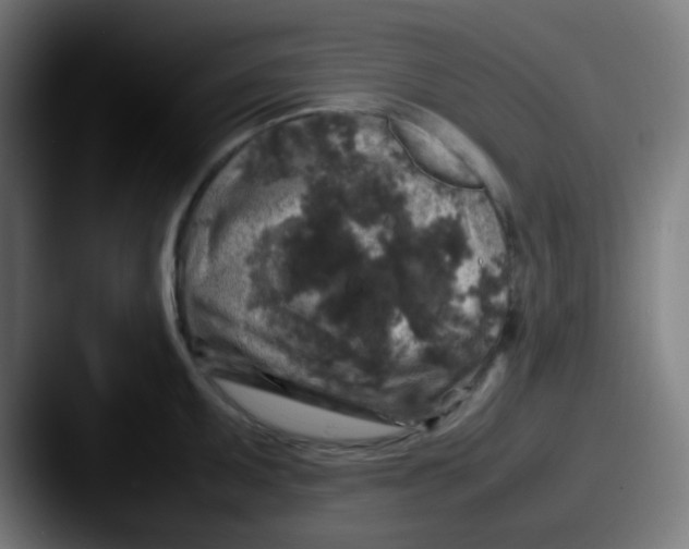 X0000087621095200705181308