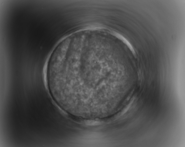X0000087621103200705181308