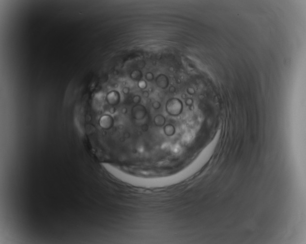 X0000087621106200705181308