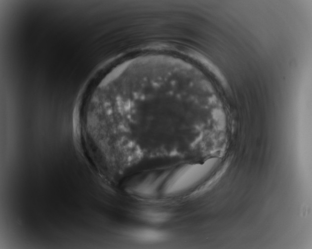 X0000087621117200705181308