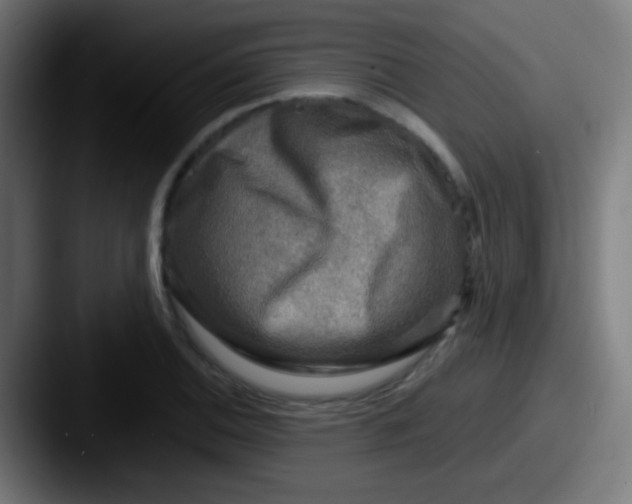 X0000087621124200705181308