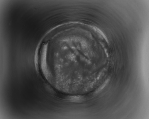 X0000087621125200705181308