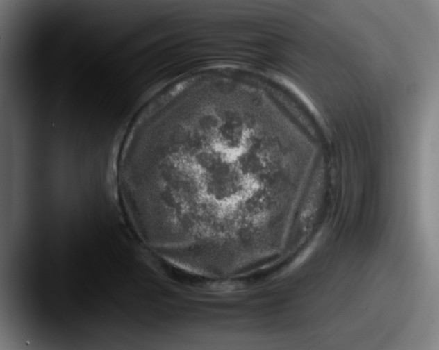 X0000087621129200705181308