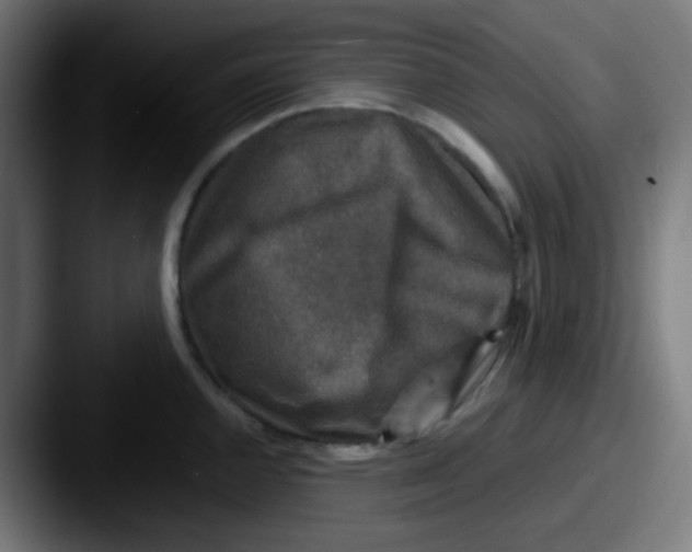 X0000087621144200705181308