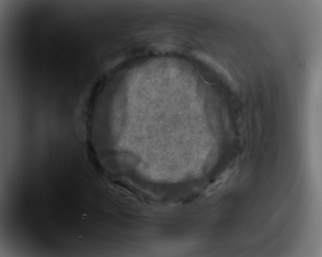 X0000087621207200705181307